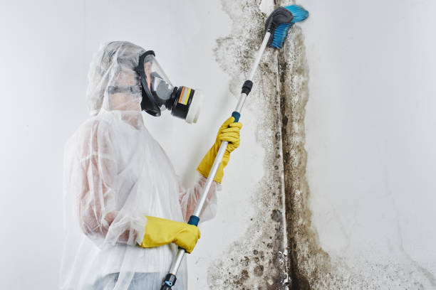 Best Residential Mold Removal  in Baxter Estates, NY