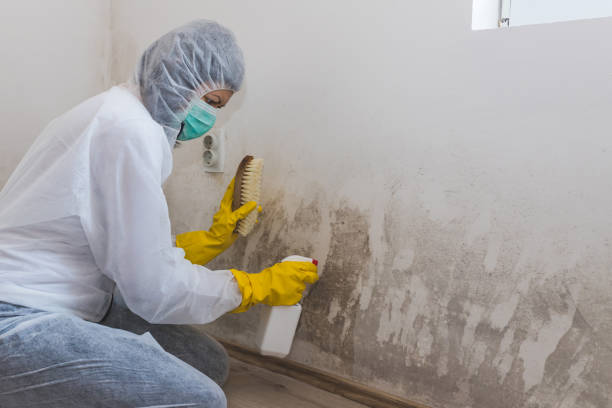 Best Fast Mold Removal  in Baxter Estates, NY