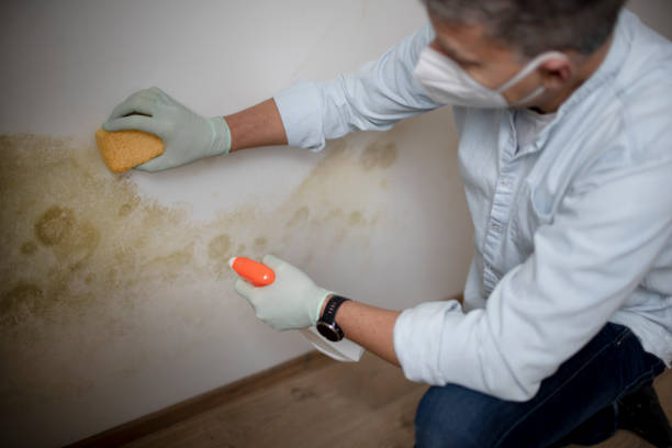 Best Professional Mold Removal  in Baxter Estates, NY