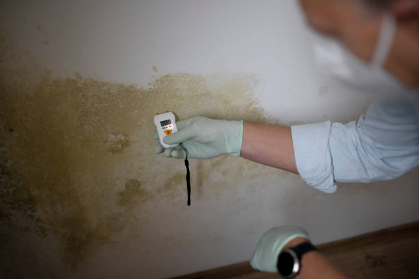 Best Mold Testing and Removal  in Baxter Estates, NY