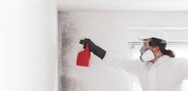 Home Mold Removal in Baxter Estates, NY