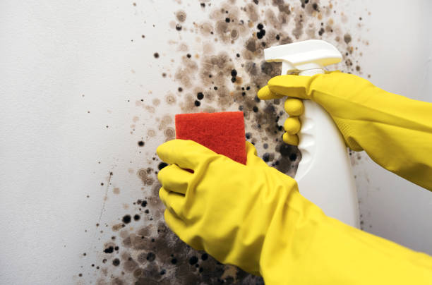 Best Mold Testing and Removal  in Baxter Estates, NY