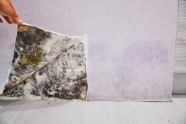 Best Home Mold Removal  in Baxter Estates, NY